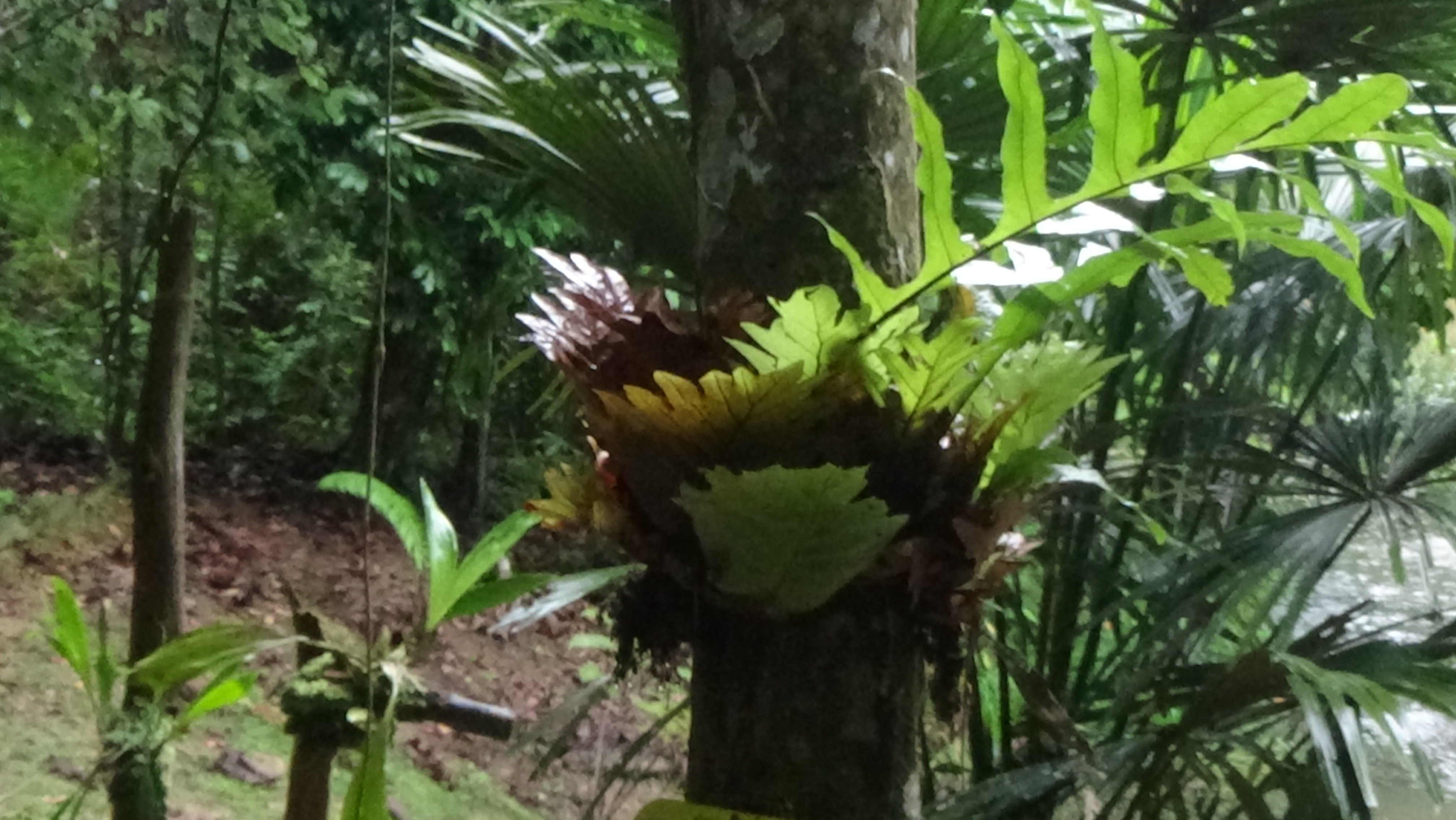 Anggrek